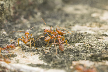 Red Ant