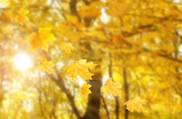 Autumnal park with falling maple leaves