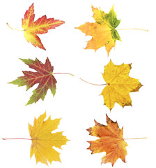 Different autumn leaves, isolated on white