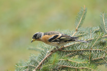 Bergfink