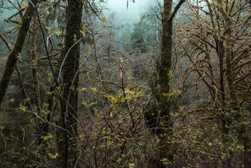 Misty Mossy Forest