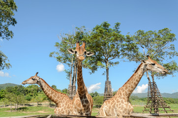 Fototapeta premium Giraffe in outdoor park at Singha Park Chiang Rai,Thailand