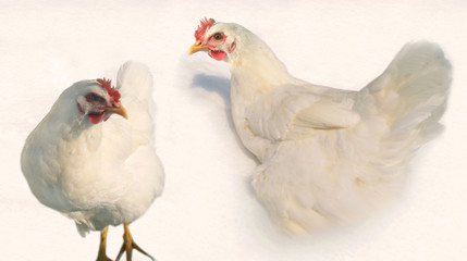 Two white hens