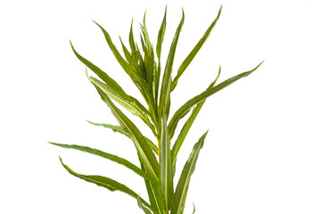 leaves of willow-herb (Ivan-tea) on white