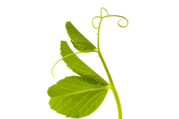 pea leaf with tendril on white