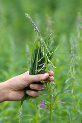 picking flowers and leaves of willow-herb (Ivan-tea)