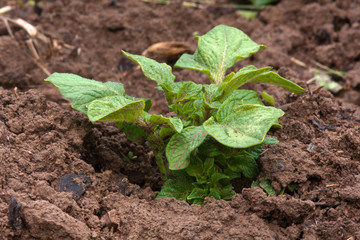potato plant growing in the vegetable garden