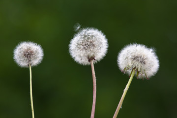 three dandelions on blurred background