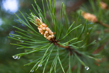 strobile on the pine branch