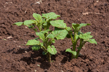 young potato plant growing in the vegetable garden