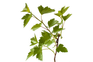black currant branch on white