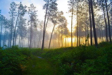 Sunrise in the forest.
Sunrise in a pine tree forest.The mist give a mysterious atmosphere.