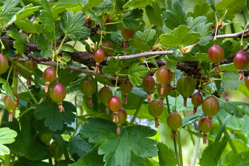 branch of red gooseberries in the garden