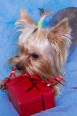 Yorkshire terrier sitting near the gifts