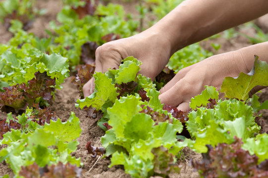 hands picking lettuce in the garden
