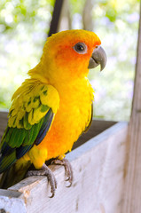 cute of beautiful lovebird