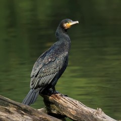 Le grand cormoran