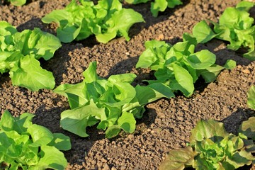 Les salades du potager