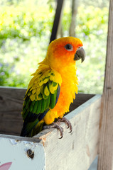 cute of beautiful lovebird