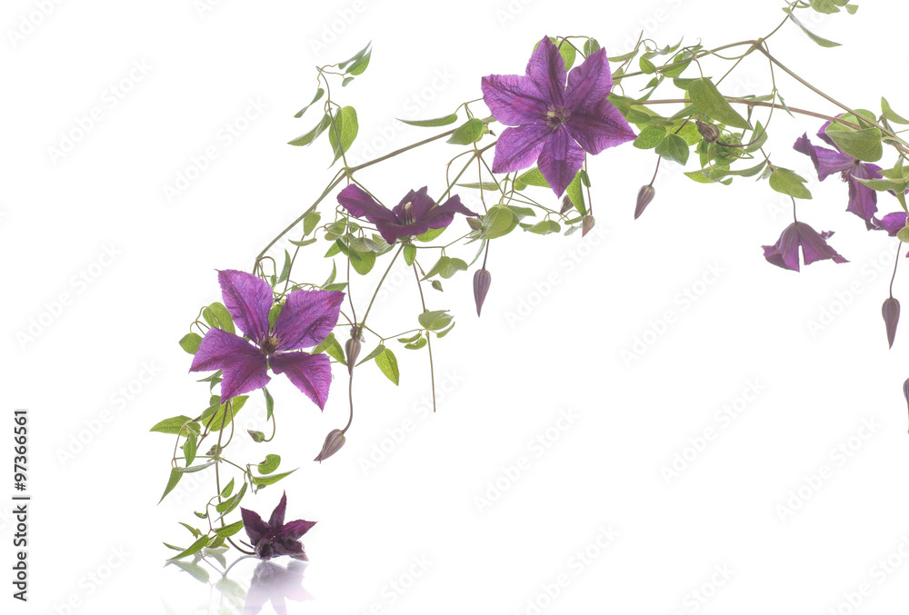 Wall mural beautiful blooming clematis