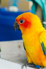 cute of beautiful lovebird