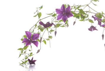 beautiful blooming clematis - obrazy, fototapety, plakaty