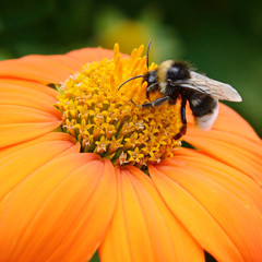 Big bumble bee on flower