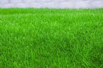 fresh spring lawn green grass for background
