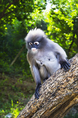 Dusky leaf monkey
