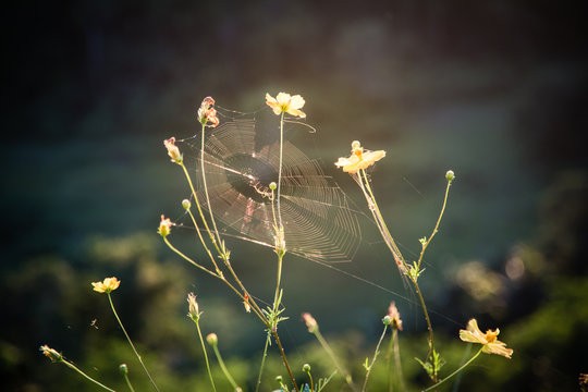 Spiderweb sunset