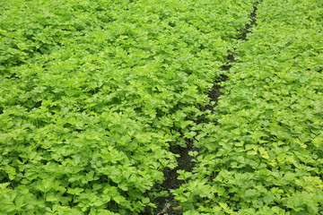 green celery plant in growth at vegetable garden