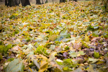 Fallen Leaves on Grass