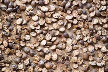 organic wall texture background