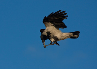 Funny crow flying on the blue sky. Hooded Crow (Corvus cornix).
