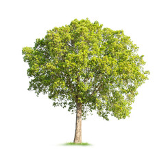 Isolated tree on white background