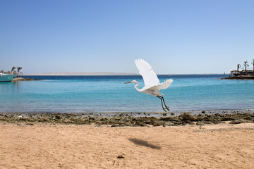white egret flying in the background of the sea