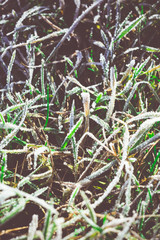 Green Grass in Hoarfrost Retro
