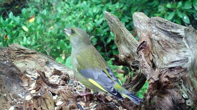 Gr&uuml;nfink, Carduelis chloris, Greenfinch, am Futter
