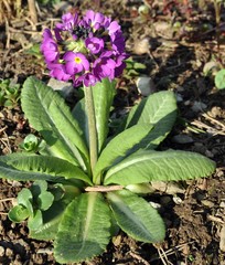 Kugelprimel im Garten