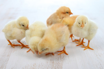 Yellow chickens on a wooden background