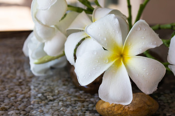 close up eautiful charming white flower plumeria