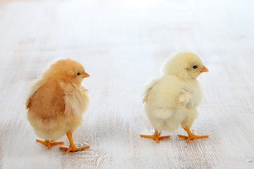 Yellow chickens on a wooden background