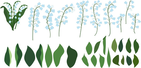 Individual parts of lilies of the valley on a transparent background, flowers and leaves