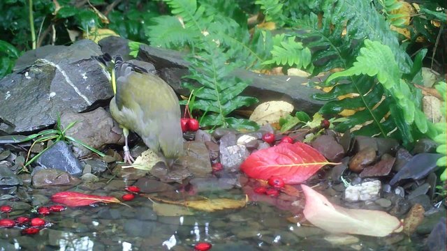 Gr&uuml;nfink, Carduelis chloris, Greenfinch, M&auml;nnchen trinkt
