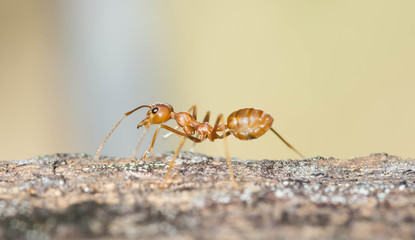 Ant walking