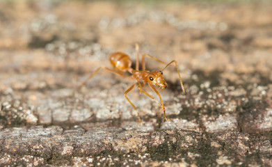 Ant walking