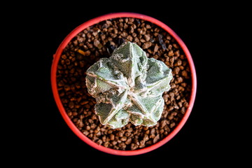 Star Cactus 5 ribs (Astrophytum Myriostigma cv. Fukuryu)