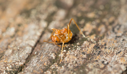 Ant walking