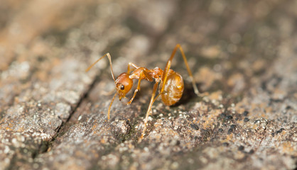 Ant walking