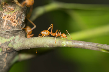 Ant walking
